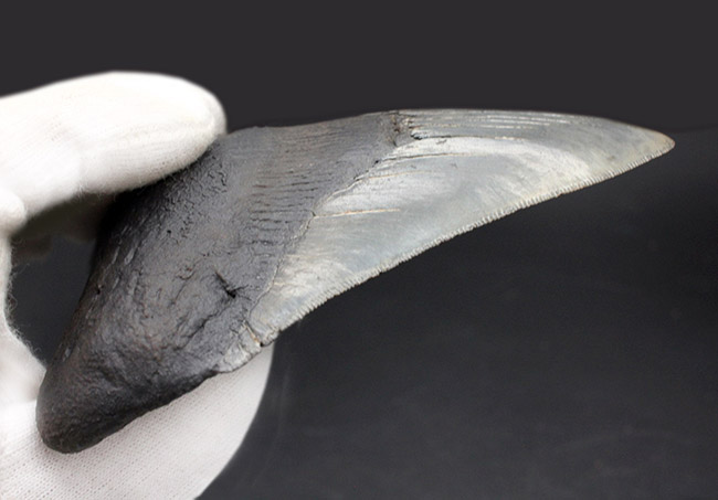 ナチュラル度高い！ビッグサイズのメガロドン（Carcharodon megalodon）の歯化石。セレーション完全保存、眩い光沢を放つエナメル質にご注目（その8）