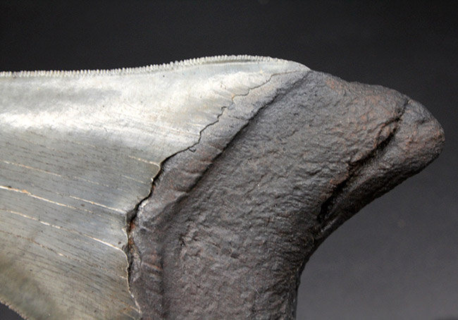 ナチュラル度高い！ビッグサイズのメガロドン（Carcharodon megalodon）の歯化石。セレーション完全保存、眩い光沢を放つエナメル質にご注目（その9）