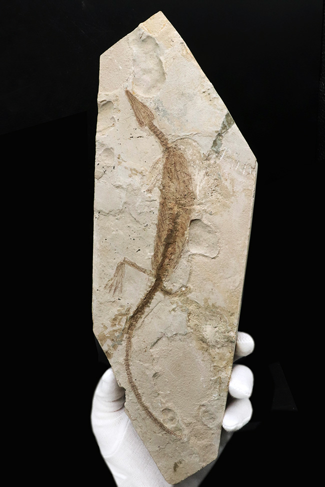 年々取扱数減少中のレア化石、頭部から尾部まで保存された、極めて希少なメソサウルス（Mesosaurus）の標本（その1）