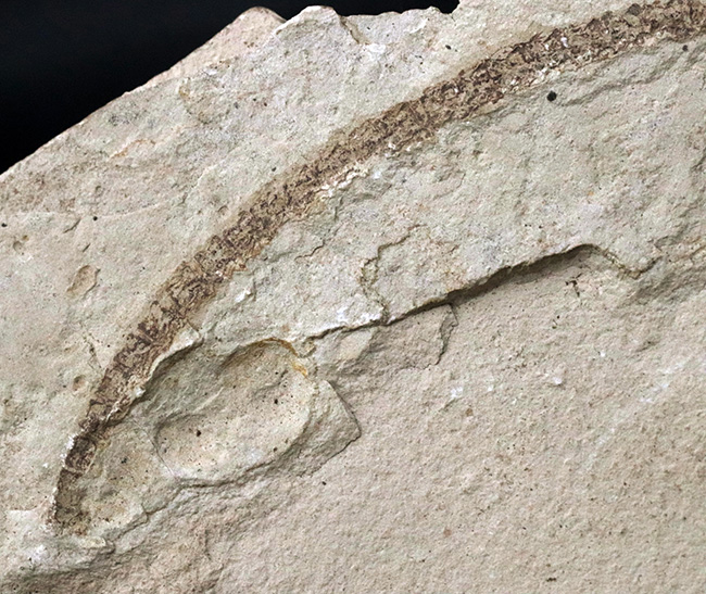 年々取扱数減少中のレア化石、頭部から尾部まで保存された、極めて希少なメソサウルス（Mesosaurus）の標本（その11）