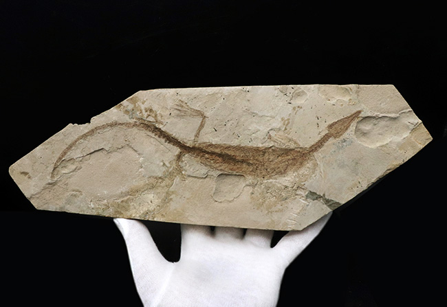 年々取扱数減少中のレア化石、頭部から尾部まで保存された、極めて希少なメソサウルス（Mesosaurus）の標本（その12）
