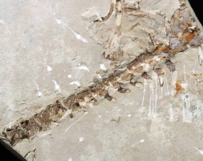 年々取扱数減少中のレア化石、頭部から尾部まで保存された、極めて希少なメソサウルス（Mesosaurus）の標本（その14）