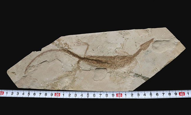 年々取扱数減少中のレア化石、頭部から尾部まで保存された、極めて希少なメソサウルス（Mesosaurus）の標本（その16）