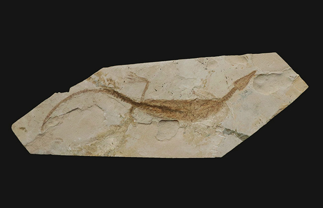 年々取扱数減少中のレア化石、頭部から尾部まで保存された、極めて希少なメソサウルス（Mesosaurus）の標本（その2）