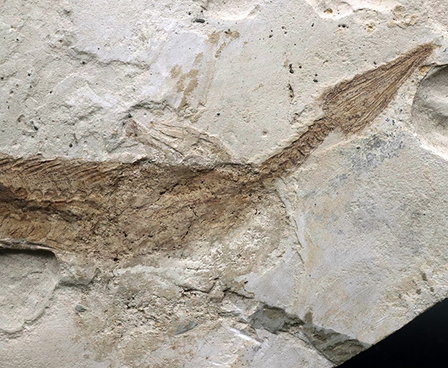 年々取扱数減少中のレア化石、頭部から尾部まで保存された、極めて希少なメソサウルス（Mesosaurus）の標本（その3）