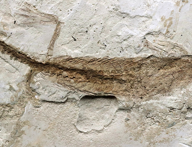 年々取扱数減少中のレア化石、頭部から尾部まで保存された、極めて希少なメソサウルス（Mesosaurus）の標本（その5）