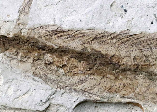 年々取扱数減少中のレア化石、頭部から尾部まで保存された、極めて希少なメソサウルス（Mesosaurus）の標本（その6）
