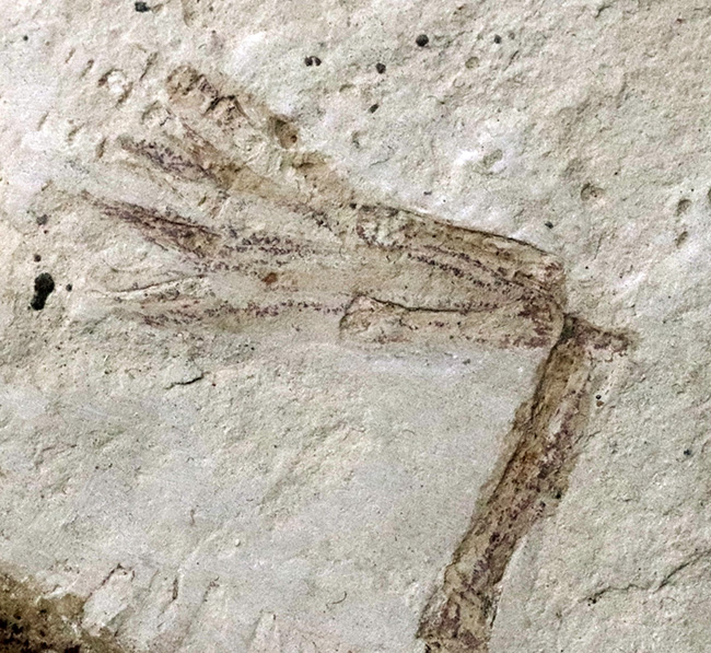 年々取扱数減少中のレア化石、頭部から尾部まで保存された、極めて希少なメソサウルス（Mesosaurus）の標本（その7）