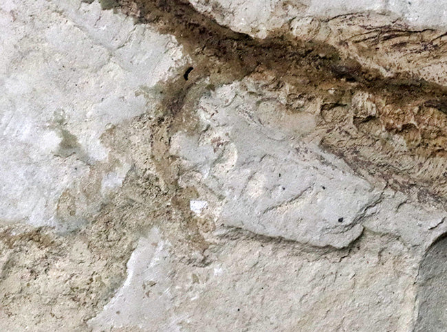年々取扱数減少中のレア化石、頭部から尾部まで保存された、極めて希少なメソサウルス（Mesosaurus）の標本（その8）