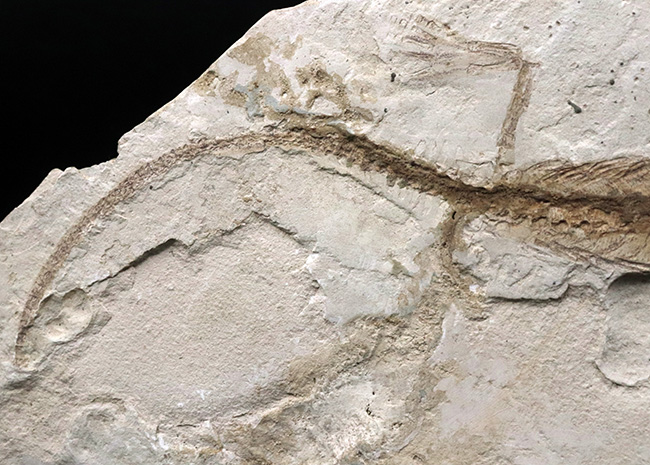年々取扱数減少中のレア化石、頭部から尾部まで保存された、極めて希少なメソサウルス（Mesosaurus）の標本（その9）