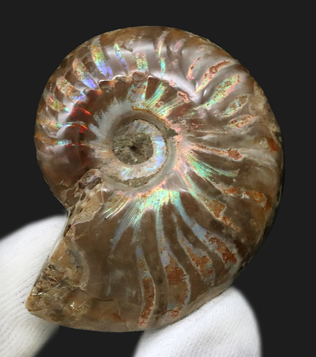 これまでありそうではなかった贅沢な標本!虹色の遊色が備わった上質のアンモナイト、クレオニセラス(Cleoniceras)のペア化石(その2)