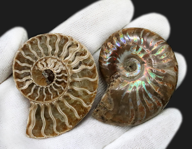 これまでありそうではなかった贅沢な標本!虹色の遊色が備わった上質のアンモナイト、クレオニセラス(Cleoniceras)のペア化石(その3)