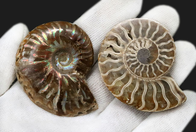 これまでありそうではなかった贅沢な標本!虹色の遊色が備わった上質のアンモナイト、クレオニセラス(Cleoniceras)のペア化石(その4)