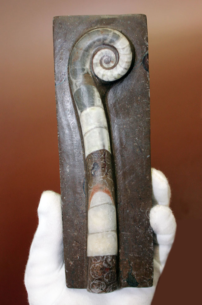 オルドビス紀の示準化石、初期の頭足類の一つ、中国貴州省産リツイテス（Lituites sp.）（その1）