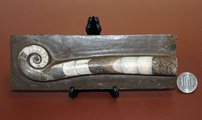 オルドビス紀の示準化石、初期の頭足類の一つ、中国貴州省産リツイテス（Lituites sp.）（その14）