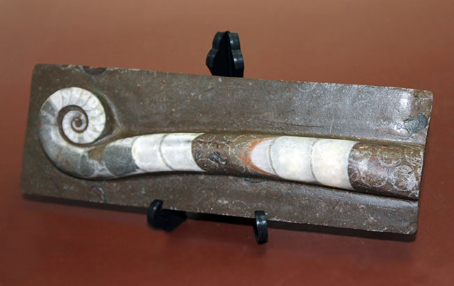 謎の化石(リツイテスと思われる) これはスー。T-Rexの最も完全な化石の一つだよ。 : r/Dinosaurs