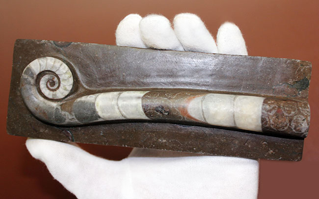 オルドビス紀の示準化石、初期の頭足類の一つ、中国貴州省産リツイテス