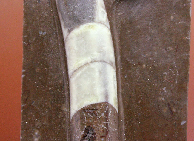 オルドビス紀の示準化石、初期の頭足類の一つ、中国貴州省産リツイテス（Lituites sp.）（その8）