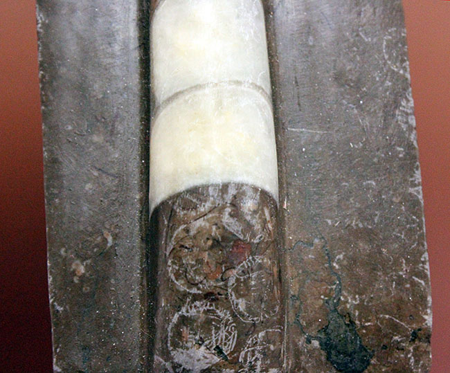 オルドビス紀の示準化石、初期の頭足類の一つ、中国貴州省産リツイテス