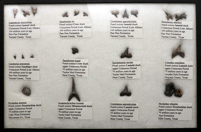 これぞ見本市！米国テキサス州で採集された白亜紀の１２種類のサメの歯化石。展示ケース付き。（その1）