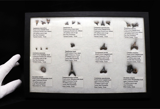 これぞ見本市！米国テキサス州で採集された白亜紀の１２種類のサメの歯化石。展示ケース付き。（その2）