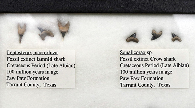 これぞ見本市！米国テキサス州で採集された白亜紀の１２種類のサメの歯化石。展示ケース付き。（その3）