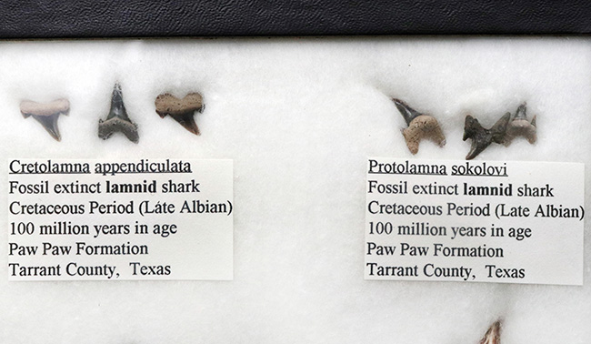 これぞ見本市！米国テキサス州で採集された白亜紀の１２種類のサメの歯化石。展示ケース付き。（その4）