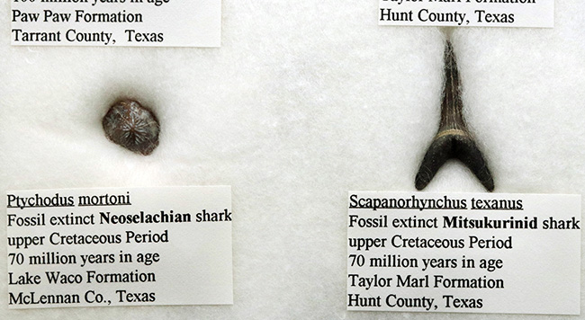 これぞ見本市！米国テキサス州で採集された白亜紀の１２種類のサメの歯化石。展示ケース付き。（その7）