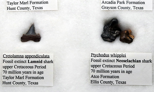 これぞ見本市！米国テキサス州で採集された白亜紀の１２種類のサメの歯化石。展示ケース付き。（その8）