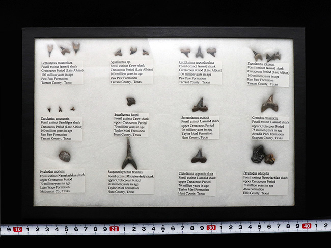 これぞ見本市！米国テキサス州で採集された白亜紀の１２種類のサメの歯化石。展示ケース付き。（その9）