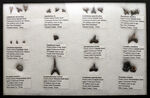 これぞ見本市！米国テキサス州で採集された白亜紀の１２種類のサメの歯化石。展示ケース付き。