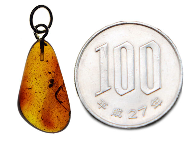 世界最古の宝石の一つ!4000万年前の針葉樹の樹液に起源をもつバルティックアンバーを使ったペンダントトップ(シルバーチェーン、高級ジュエリーケース付き。)バルト海産。(その7)