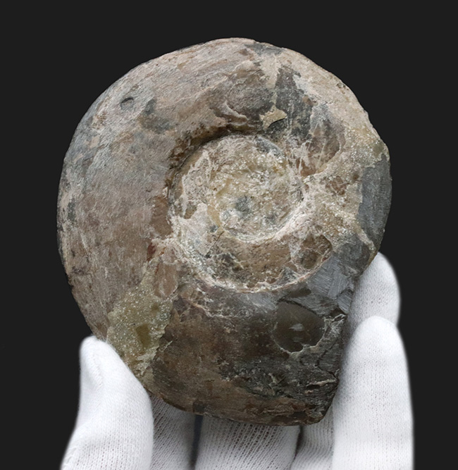 レア！”三畳紀のアンモナイト”、米国ネバダ州産のディスコセラタイテス（Discoceratites）の化石（その1）