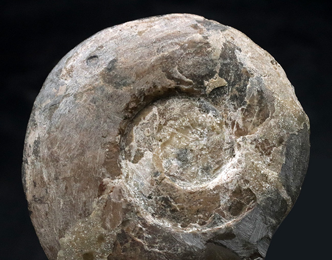 レア！”三畳紀のアンモナイト”、米国ネバダ州産のディスコセラタイテス（Discoceratites）の化石（その2）