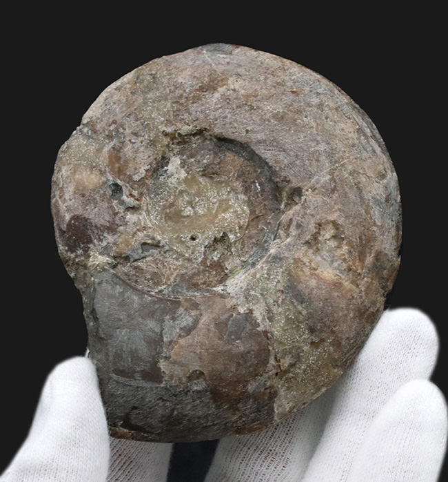 レア!”三畳紀のアンモナイト”、米国ネバダ州産のディスコセラタイテス(Discoceratites)の化石(その3)