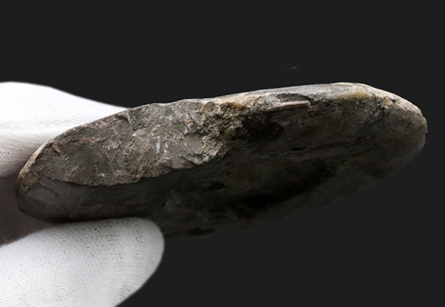 レア!”三畳紀のアンモナイト”、米国ネバダ州産のディスコセラタイテス(Discoceratites)の化石(その4)
