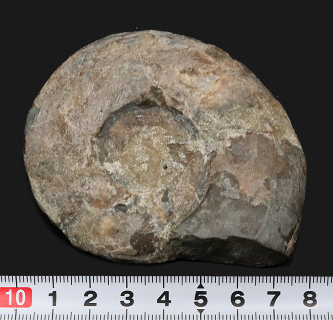 レア!”三畳紀のアンモナイト”、米国ネバダ州産のディスコセラタイテス(Discoceratites)の化石(その5)
