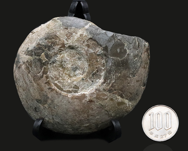 レア！”三畳紀のアンモナイト”、米国ネバダ州産のディスコセラタイテス（Discoceratites）の化石（その6）