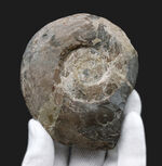 レア！”三畳紀のアンモナイト”、米国ネバダ州産のディスコセラタイテス（Discoceratites）の化石