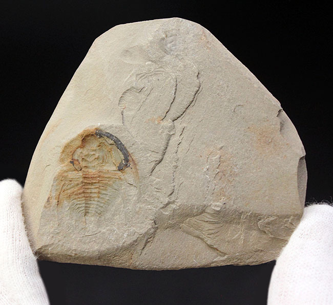最初期の三葉虫の一つ、三葉虫、オレネルス・ギルバーティ(Olenellus gilberti)のネガティブ標本(その4)