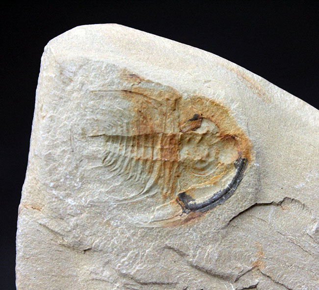最初期の三葉虫の一つ、三葉虫、オレネルス・ギルバーティ(Olenellus gilberti)のネガティブ標本(その8)