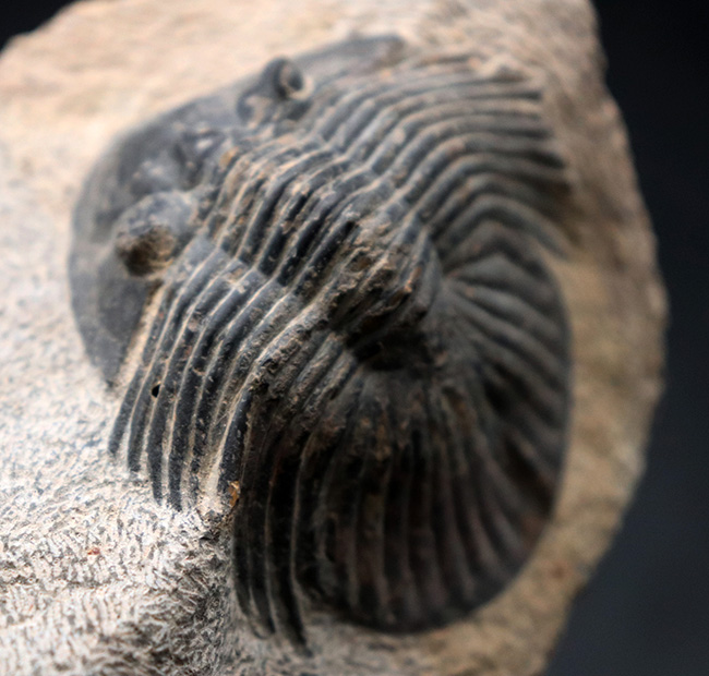 横に長~い三葉虫、スカブリスクテルム(Scabriscutellum sp.)の標本(その1)