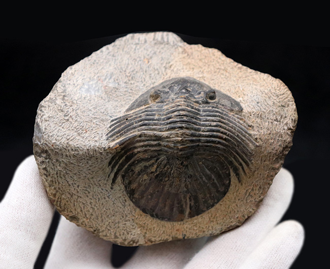 横に長~い三葉虫、スカブリスクテルム(Scabriscutellum sp.)の標本(その3)