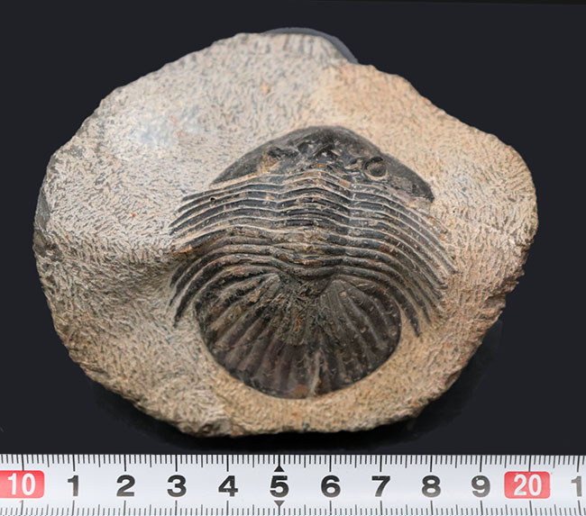 横に長~い三葉虫、スカブリスクテルム(Scabriscutellum sp.)の標本(その8)