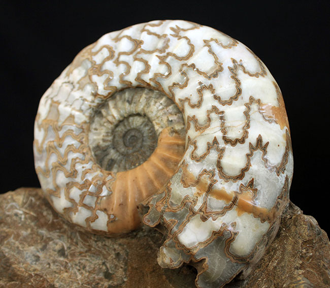 リーズナブルプライス！ドイツのジュラ紀の地層から採集された立派なアンモナイト（Ammonite）の化石。美しい縫合線にご注目ください！（その1）