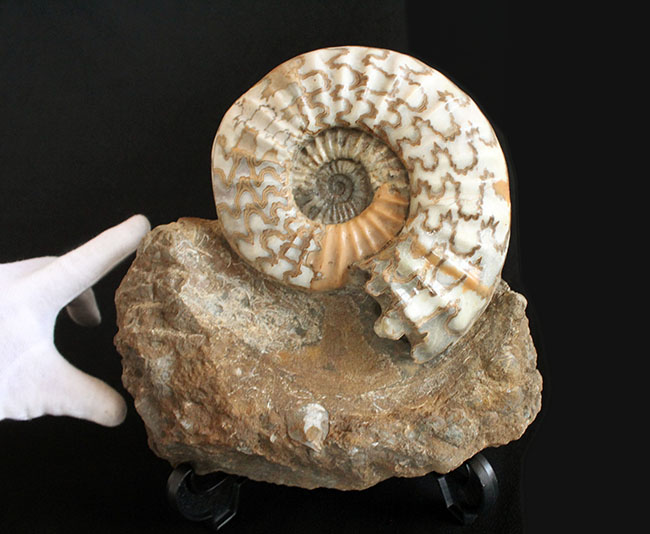 リーズナブルプライス！ドイツのジュラ紀の地層から採集された立派なアンモナイト（Ammonite）の化石。美しい縫合線にご注目ください！（その2）