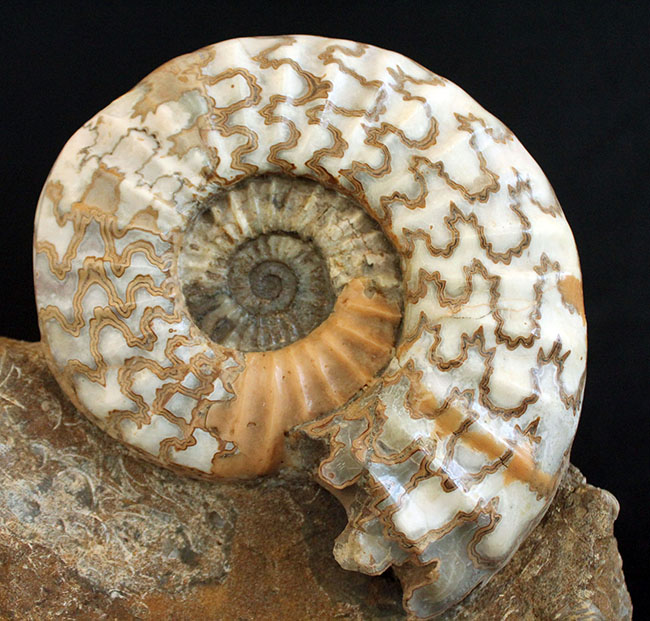 リーズナブルプライス！ドイツのジュラ紀の地層から採集された立派なアンモナイト（Ammonite）の化石。美しい縫合線にご注目ください！（その3）