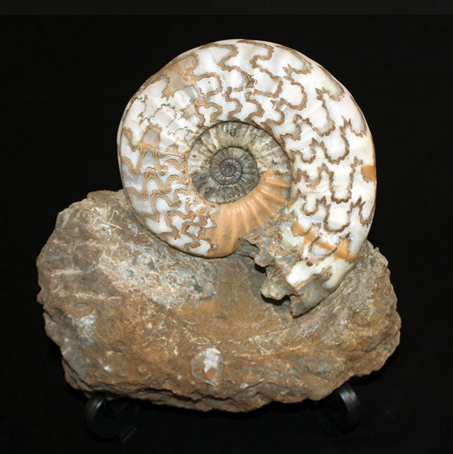 リーズナブルプライス！ドイツのジュラ紀の地層から採集された立派なアンモナイト（Ammonite）の化石。美しい縫合線にご注目ください！（その4）