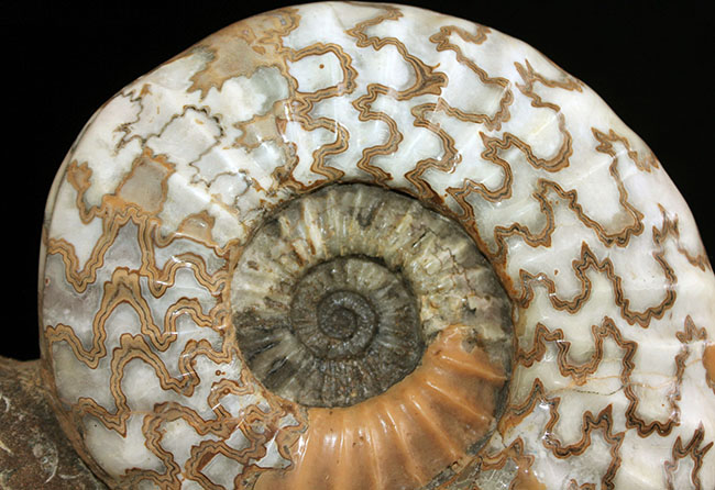 リーズナブルプライス！ドイツのジュラ紀の地層から採集された立派なアンモナイト（Ammonite）の化石。美しい縫合線にご注目ください！（その5）