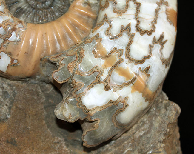 リーズナブルプライス！ドイツのジュラ紀の地層から採集された立派なアンモナイト（Ammonite）の化石。美しい縫合線にご注目ください！（その6）